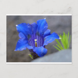 Blaue Alpen Enzian Blume Postkarte