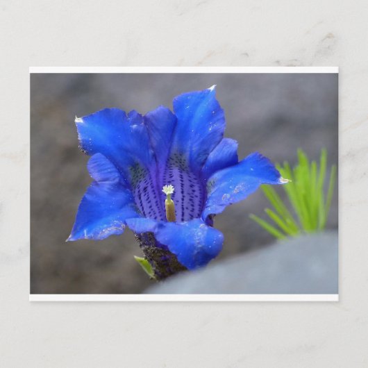 Blaue Alpen Enzian Blume Postkarte (Vorderseite)