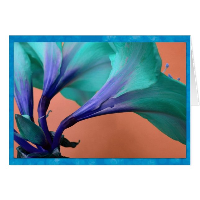 Blaue Amaryllis (Vorderseite (Horizontal))