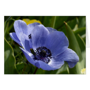 Blaue Anemone