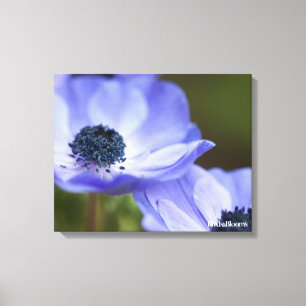 Blaue Anemone Leinwanddruck