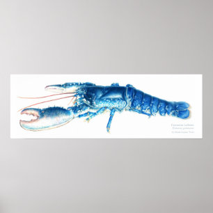 Blaue Aquarellkunst Poster