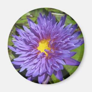 Blaue Aster Magnet