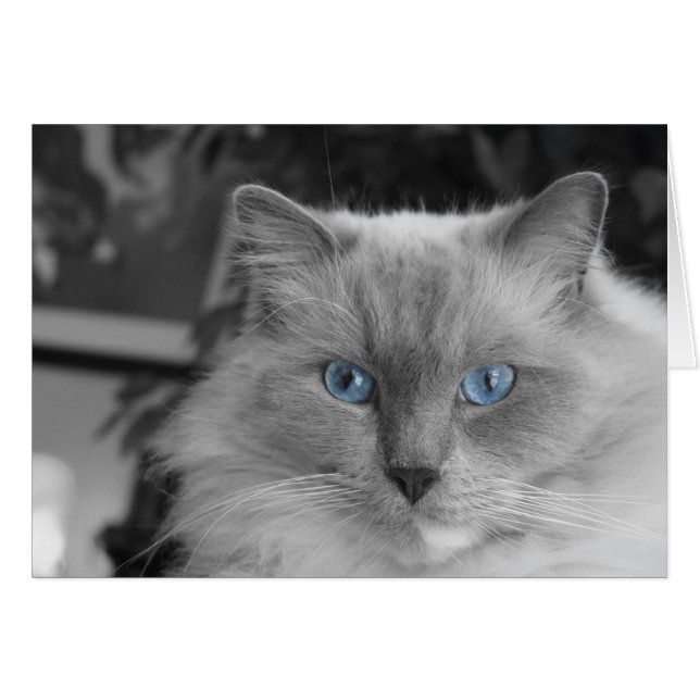 Blaue Augen (Vorderseite (Horizontal))