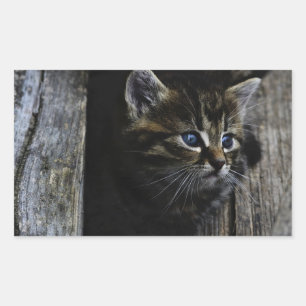 Blaue Augen der Katze Rechteckiger Aufkleber