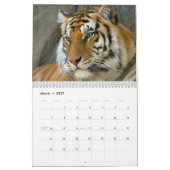 blaue Augen der weißen Tiger Kalender (Mär 2027)