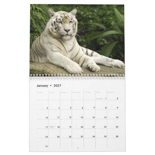 blaue Augen der weißen Tiger Kalender (Jan 2027)