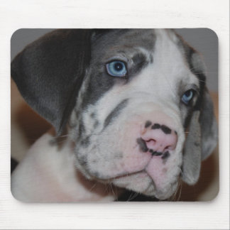 Blaue Augen Doggenwelpe Mousepad