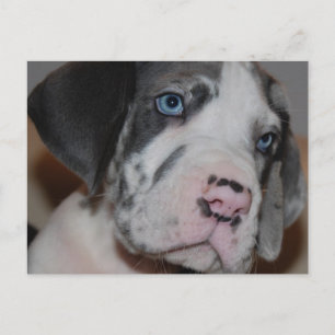 Blaue Augen Doggenwelpe Postkarte