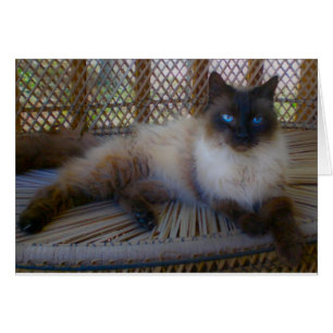 Blaue Augen-Miezekatze-Sammlung