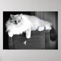 Blaue Augen,