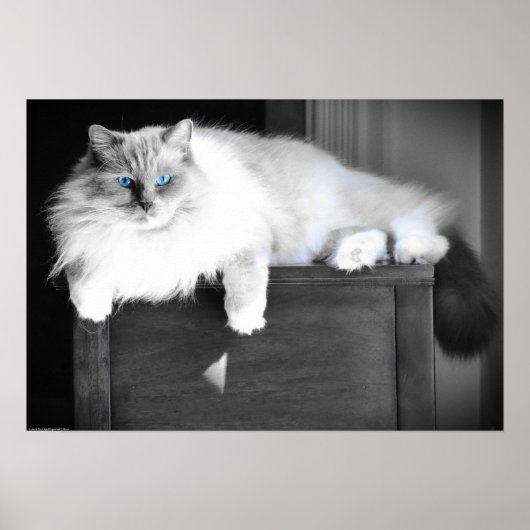 Blaue Augen, Poster (Vorne)