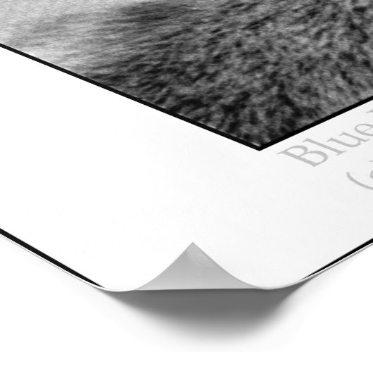 Blaue Augen Poster (Ecke)