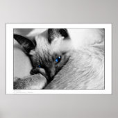 Blaue Augen Poster (Vorne)