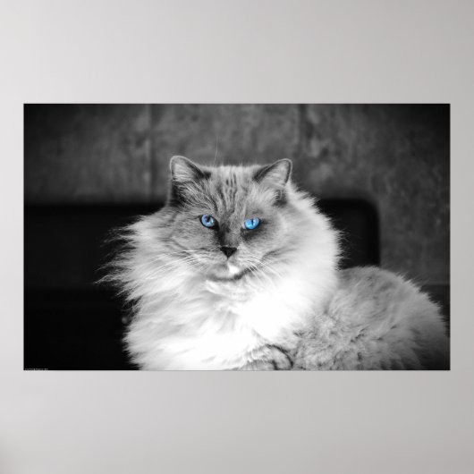 Blaue Augen, Poster (Vorne)