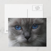 Blaue Augen Postkarte (Vorne/Hinten)