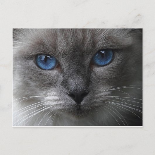 Blaue Augen Postkarte (Vorderseite)