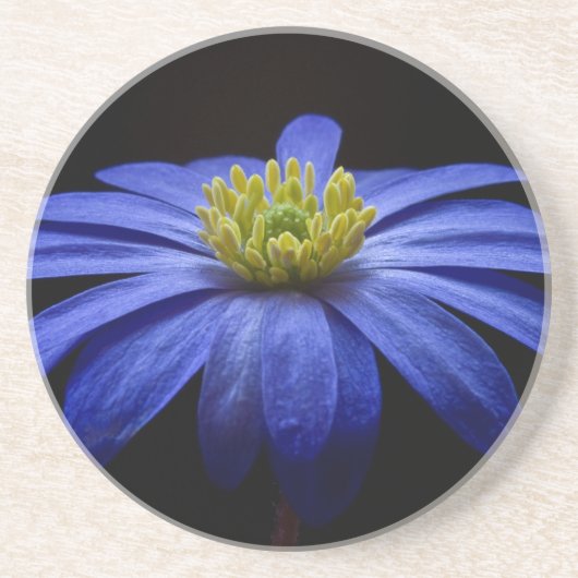 Blaue Balkan-Anemonen-Blume Untersetzer (Vorne)