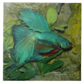 Blaue Betta Fische Fliese (Vorderseite)
