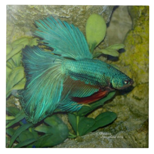 Blaue Betta Fische Fliese (Vorderseite)