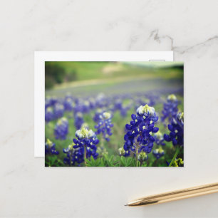 Blaue Blaue Blüten Texas Texanisch Floral Postkarte