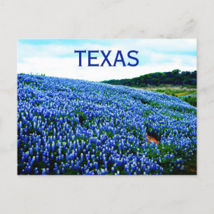 Blaue Bluebonnets-Blumen Texas Texanisch Floral Postkarte