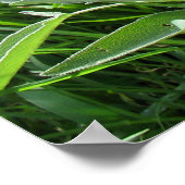 Blaue blühende Szene Kräuterfotografie Poster (Ecke)