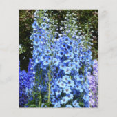 Blaue Blume Delphinium (Vorderseite)