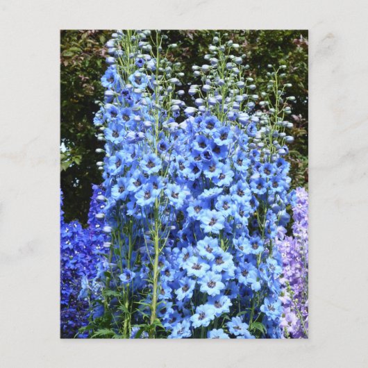 Blaue Blume Delphinium (Vorderseite)