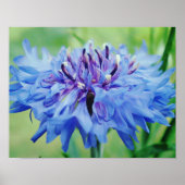 Blaue Blume Fotokunstdruck Poster (Vorne)