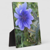 Blaue Blume Fotoplatte (Seite)