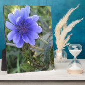 Blaue Blume Fotoplatte (Seite)