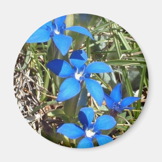 Blaue Blume-Magnet Magnet (Vorne)