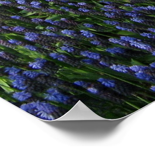 Blaue Blume Poster (Ecke)