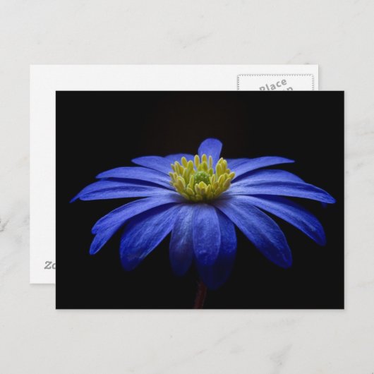 Blaue Blume Postkarte (Vorne/Hinten)