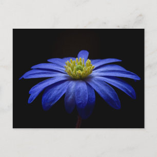 Blaue Blume Postkarte