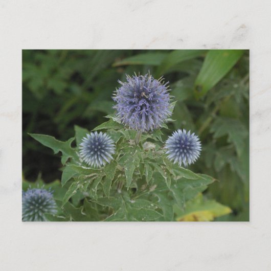 blaue Blume Postkarte (Vorderseite)