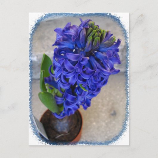 Blaue Blume Postkarte (Vorderseite)