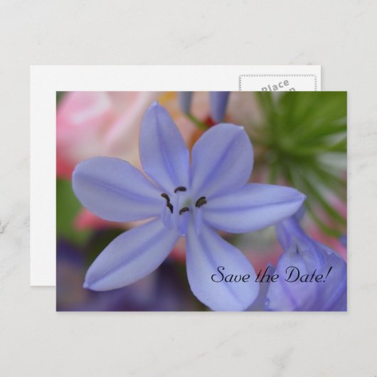 Blaue Blume Save the Date Postkarte (Vorne/Hinten)
