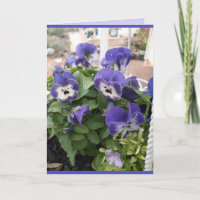 Blaue Blumen Florale Stiefmütterchen Viola Foto Ar