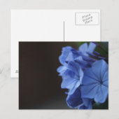 Blaue Blumen Postkarte (Vorne/Hinten)