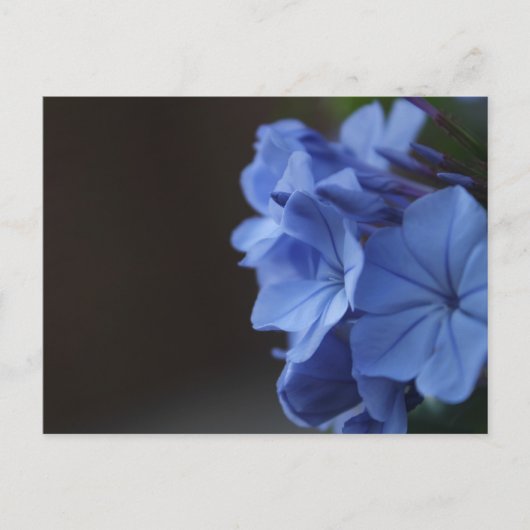 Blaue Blumen Postkarte (Vorderseite)
