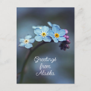 Blaue Blumen Vergissmeinnicht Grüße aus Alaska Postkarte
