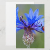 Blaue Blüten Ladybug Liebe Locarno Briefpapier (Vorne/Hinten)