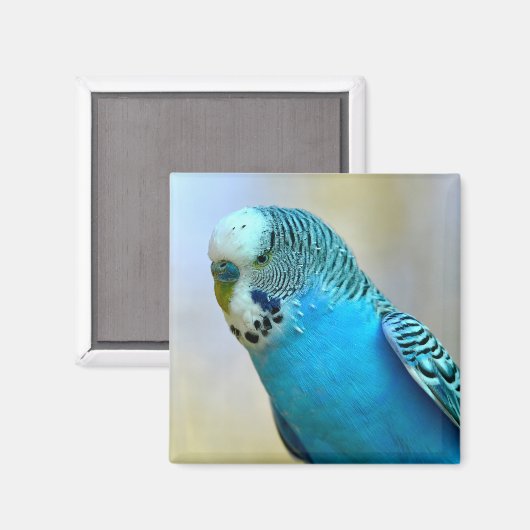 Blaue Budgerigar-Ankerplakette T- Magnet (Vorderseite/Rückseite)