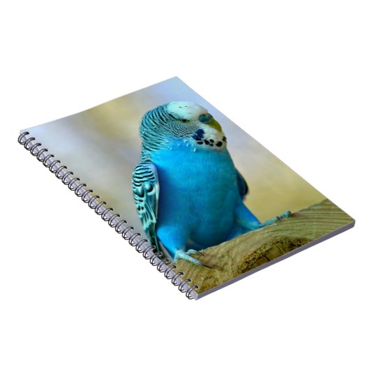 Blaue Budgerigar-Ankerplakette T- Notizblock (Rechte Seite)
