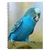 Blaue Budgerigar-Ankerplakette T- Notizblock (Vorderseite)