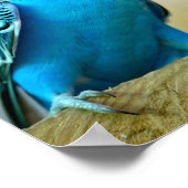 Blaue Budgerigar-Ankerplakette T- Poster (Ecke)