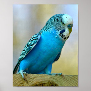 Blaue Budgerigar-Ankerplakette T- Poster