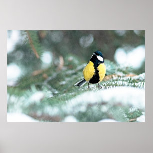 Blaue Chickadee auf grünem Spruce Poster